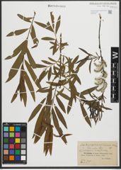 Foto von Salix purpurea L. x Salix viminalis L.